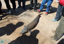 黑坑鲟鱼的垂钓要领解析