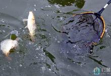 钓友总结杆坑钓鲤鱼的8点技巧