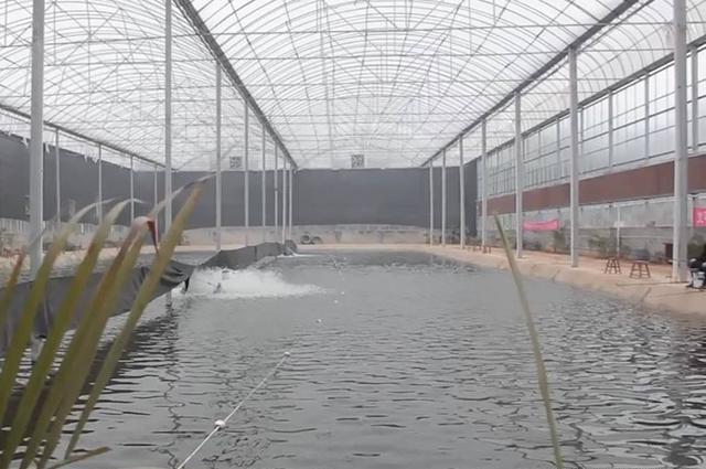 垂钓黑坑大棚,掌握这些心得,钓好鱼不难_钓鱼技巧_爱钓鱼