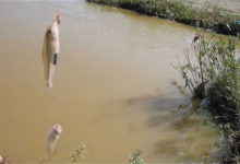 四个技巧教你如何避免小鱼闹窝