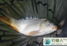 广东岭南地区冬春季节钓鲤鱼技巧分析