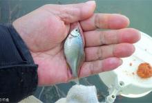 三个小妙招，让你避开小鱼闹窝，直接上大物