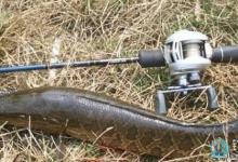 高手分享钓黑鱼的实用小技巧详解