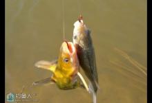 传统长竿的双坠悬钓法之浅见