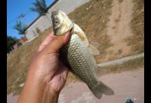 夏天在有水草水域浮钓鲫鱼的技巧