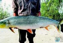 钓鳡鱼的技巧，需要进行有效地遛鱼才行