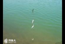 防止小鱼闹钩的方法详解