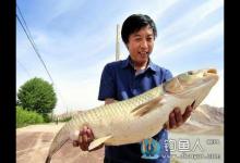 高手分享玉米糟钓大草鱼技巧