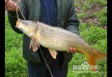 如何钓鱼系列之怎样钓大鲤鱼？