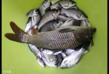 钓大鱼怎么不跑鱼？提竿遛鱼很关键