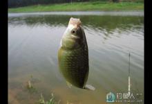 常年钓鱼对鲫鱼空杆现象浅析