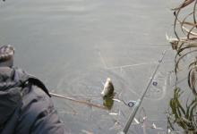 冬季找窝选位钓鲫鱼的技巧分享