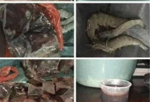 钓鱼人需知的血饵制作方法