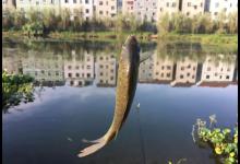 试试这个办法，有效的防止杂鱼闹窝