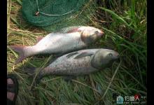 分析：鲢鳙鱼的生活习性和垂钓技巧与方法