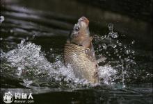 鲤鱼常见的脱钩跑鱼现象及遛鱼技巧