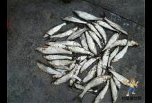 钓鱼时小鱼太闹？这是一道送菜题可惜很少钓友吃到