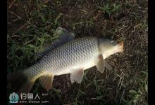 大鲤鱼连连得手技巧之谈 [渔夫载月]