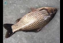 夏季钓鲫鱼技巧，钓浅钓草钓阴钓活