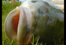 夏季河塘钓草鱼的一些技巧分析