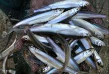 小鱼闹窝怎么办？学会两招上大物不再是问题