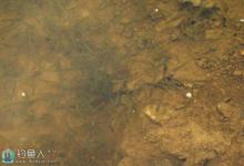 野钓应付窝中闹小鱼的绝招