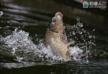 钓鲤鱼咬钩的浮漂标相特征详解