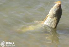 钓友分享钓鲤鱼的提竿遛鱼技巧