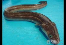 晚秋季节如何垂钓水鳗鱼技巧之谈