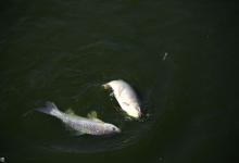 快速找到鲫鱼窝用这4个方法，冬天爆护不难