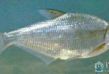 钓鳊鱼的一些技巧与要领详解