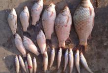 遇到小鱼闹窝该怎么钓大鱼呢