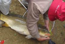 秋季水库钓鲤鱼的一些技巧总结（饵料、调漂）