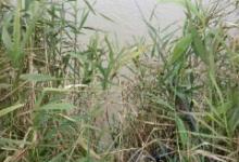 在鱼塘抛竿串钩挂蚯蚓爽钓黄颡鱼