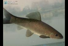 钓青鱼咬钩的浮漂标相特征详解