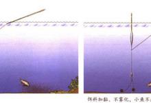 解决杂鱼闹窝5个实用技巧