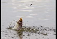 应对鱼不吃食咬钩的四个战术技巧