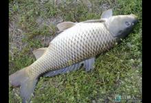 秋季在自然水域手竿钓鲤鱼的技巧和经验