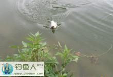 秋季是钓大鲫鱼的好时节分享