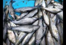 夏季钓鱼小鱼太闹怎么办？我试了N种方法