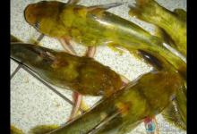 垂钓达人分享钓黄颡鱼的7大技巧