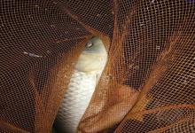 黑坑钓鱼秘诀分享，想上岸的钓友请收藏