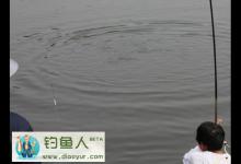 影响钓鲢鳙的两个因素气温和气压分析