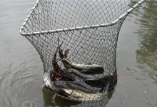 钓大鱼怎样避免跑鱼，老钓鱼人教你几个办法