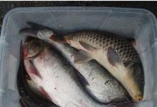 一鲢鳙是个什么玩意儿分析