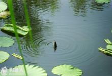 钓底时七种漂相变化的应对技巧