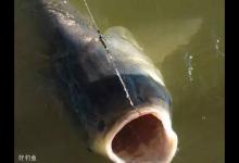 5招教你轻松避开小鱼的技巧