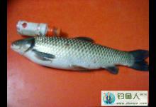 精选钓草鱼的技巧文章分享