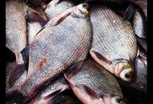 钓鳊鱼的小技巧推荐