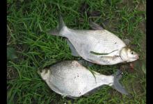 传统钓法如何钓鳊鱼的一些技巧